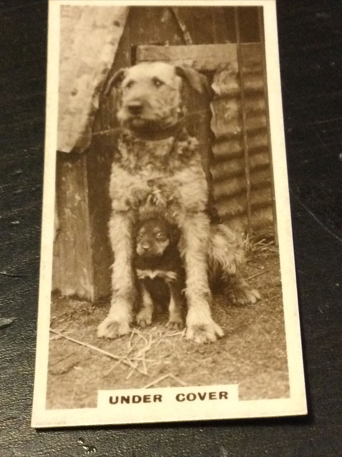 Millhoff Cigarette Cards Series 2 no.3 Under Cover. Dogs. Puppy. Photograph