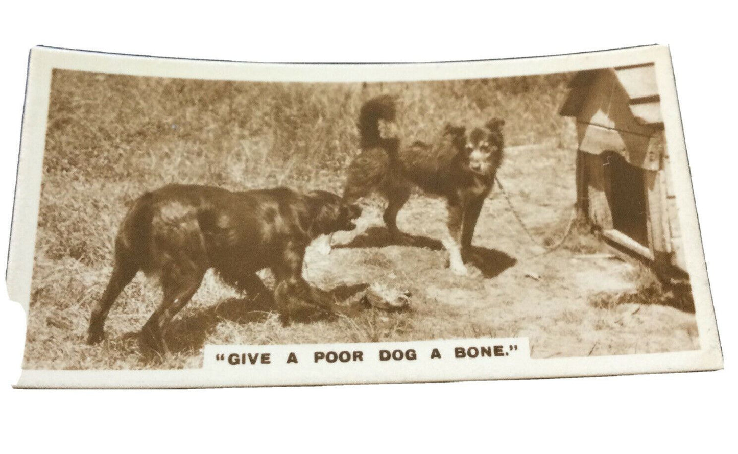 Millhoff Cigarette Cards Series 1 no.4 Give a poor dog a Bone Photogram vintage