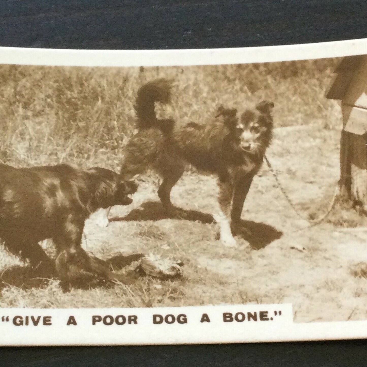 Millhoff Cigarette Cards Series 1 no.4 Give a poor dog a Bone Photogram vintage