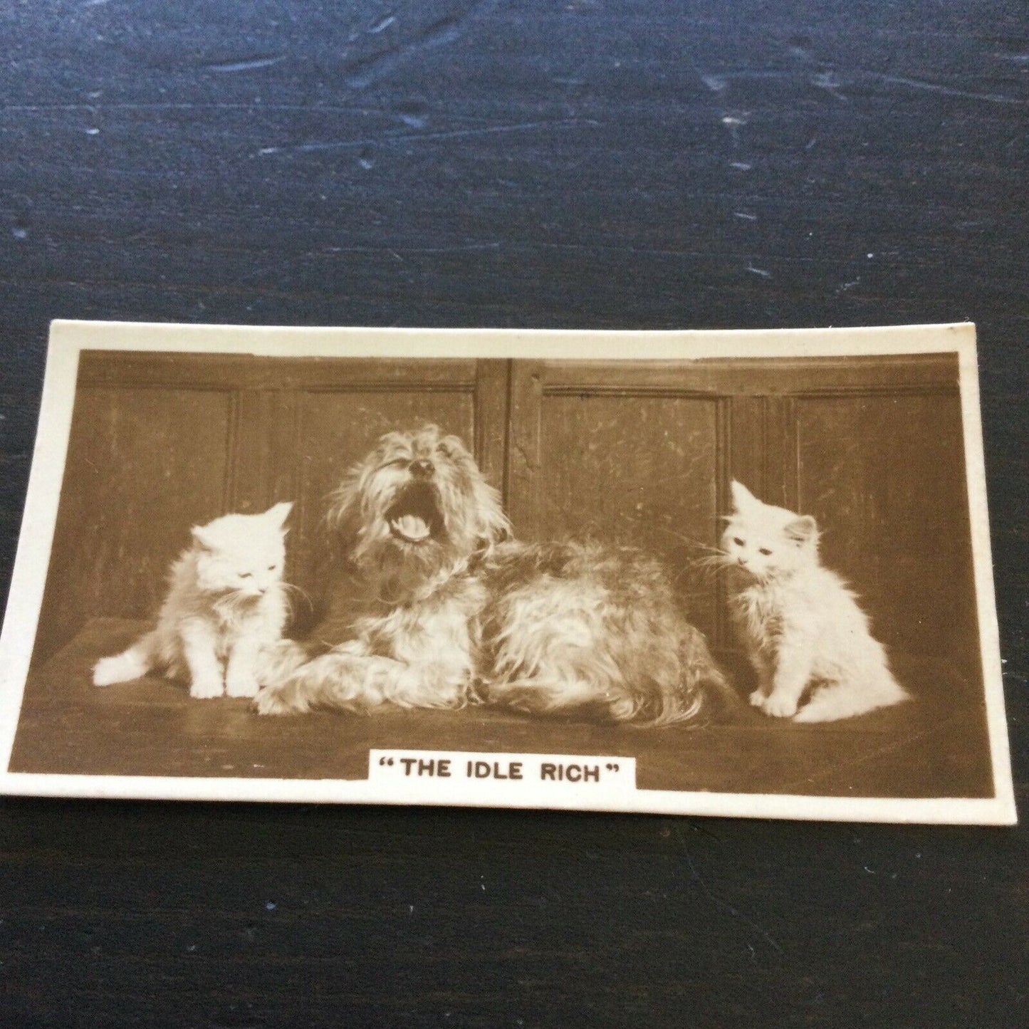 Millhoff De Reszke Cigarette Card Series 3 No. 5 – "The Idle Rich" – 1930s. Cute dog yawning photograph.