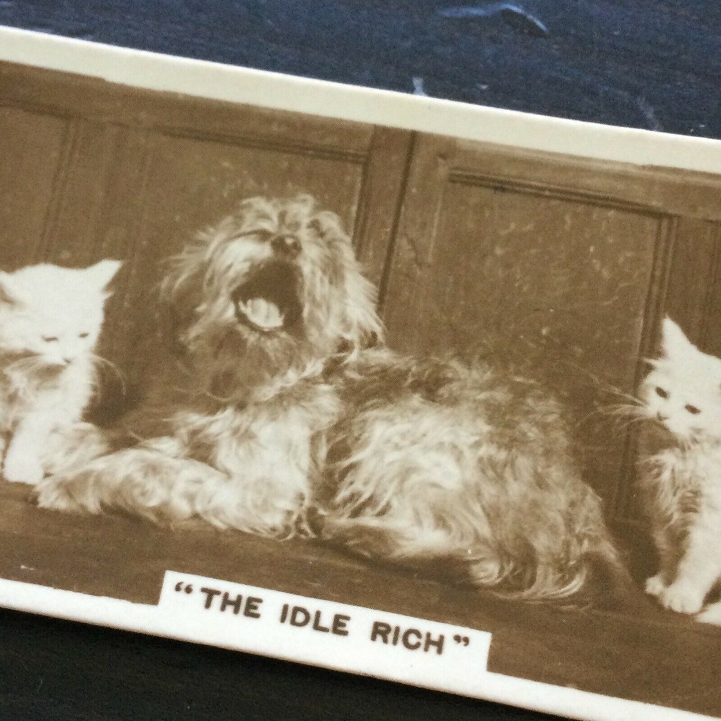 Millhoff De Reszke Cigarette Card Series 3 No. 5 – "The Idle Rich" – 1930s. Cute dog yawning photograph.