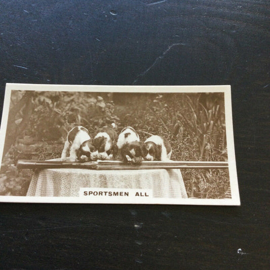 Millhoff Cigarette Card Series 2 no.6 real photo spaniels rifle cute dogs vintag