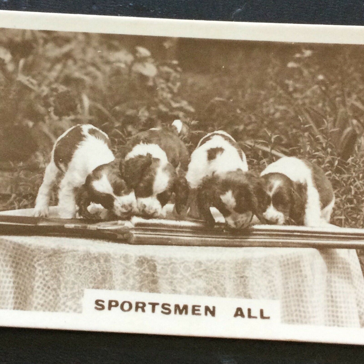 Millhoff Cigarette Card Series 2 no.6 real photo spaniels rifle cute dogs vintag