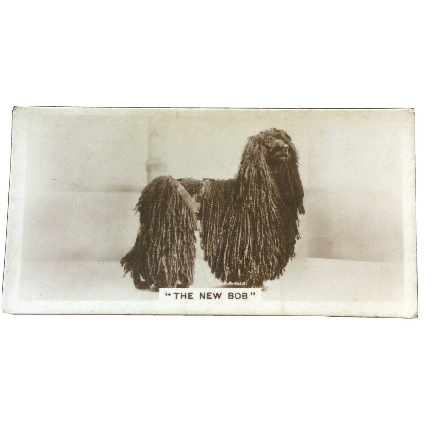 Millhoff Cigarette Card Series 3 no.6 photograph The New Bob Afghan Hound vintag