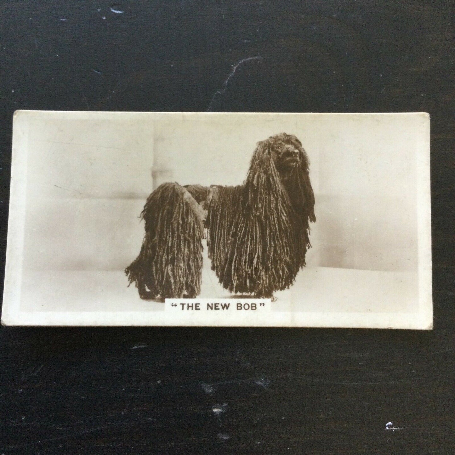 Millhoff Cigarette Card Series 3 no.6 photograph The New Bob Afghan Hound vintag