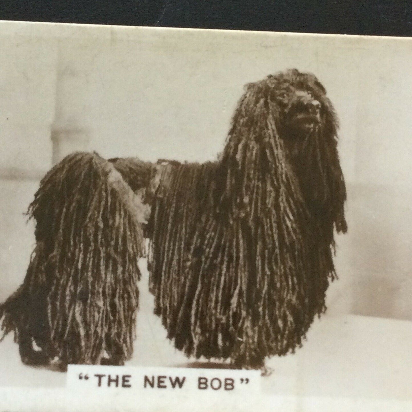 Millhoff Cigarette Card Series 3 no.6 photograph The New Bob Afghan Hound vintag