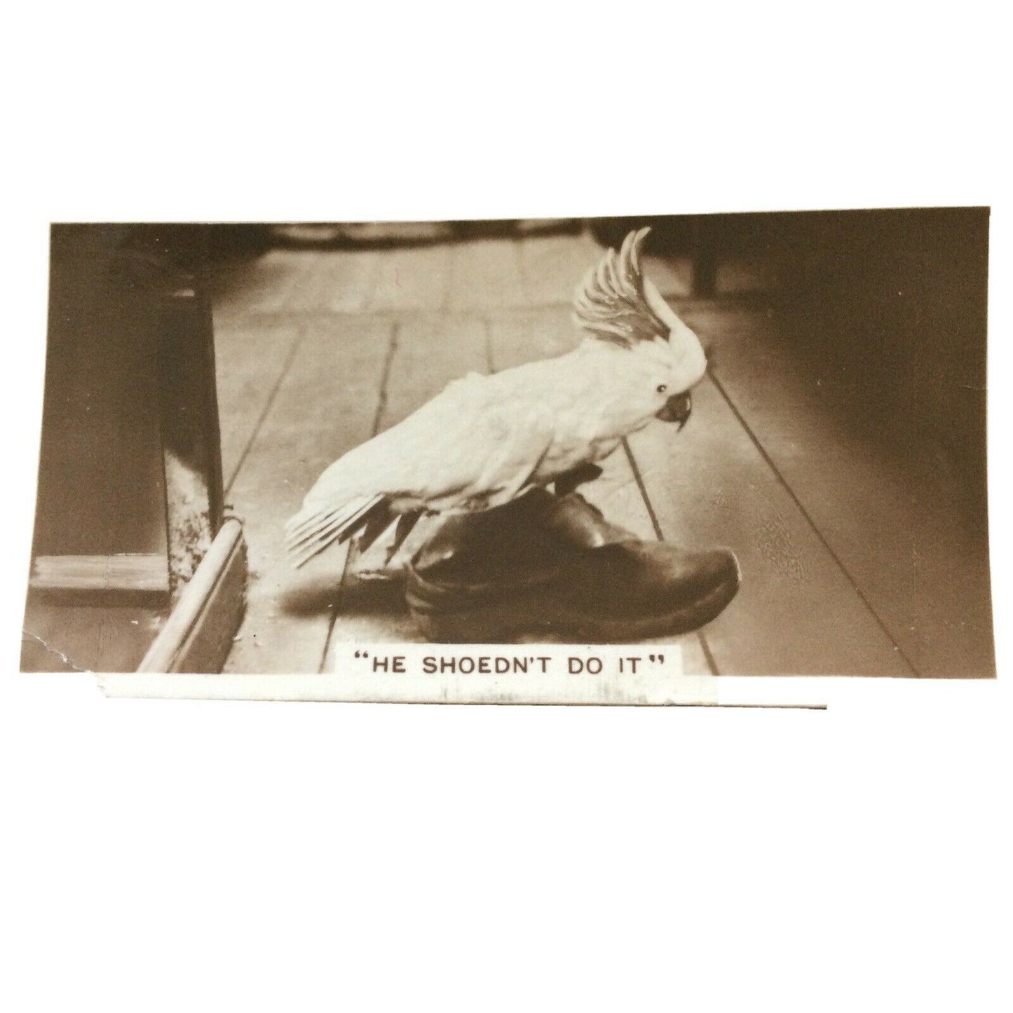 Millhoff Cigarette Card Series 4 no.6 photograph He Shoednt Do It Cockatiel shoe