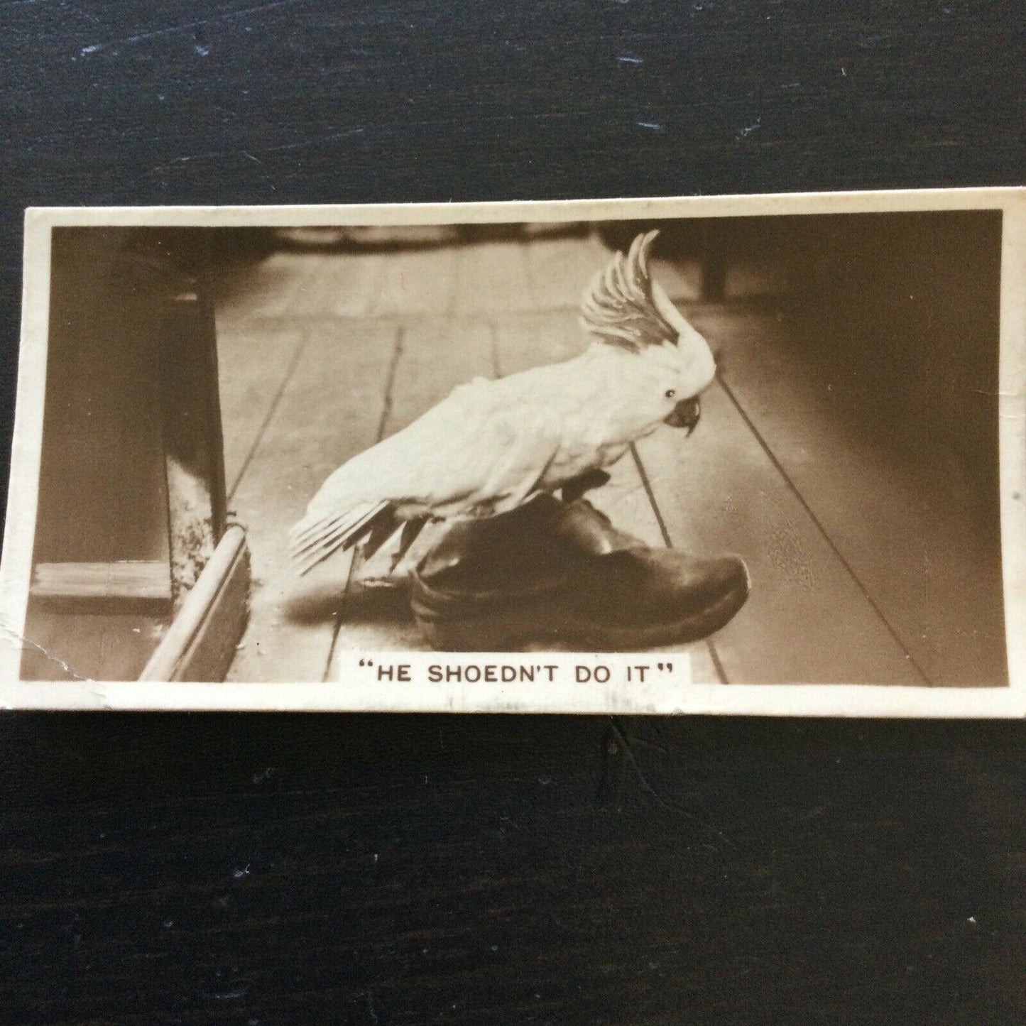 Millhoff Cigarette Card Series 4 no.6 photograph He Shoednt Do It Cockatiel shoe