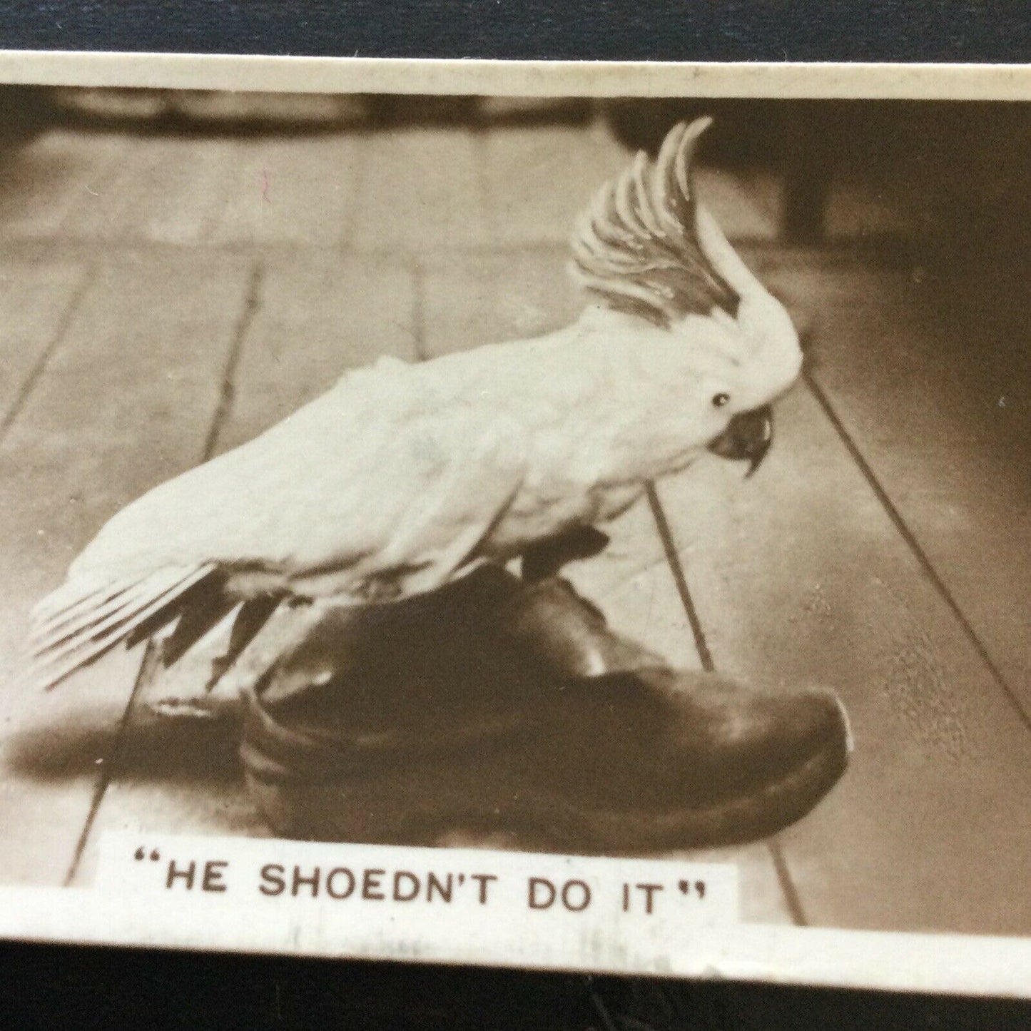 Millhoff Cigarette Card Series 4 no.6 photograph He Shoednt Do It Cockatiel shoe