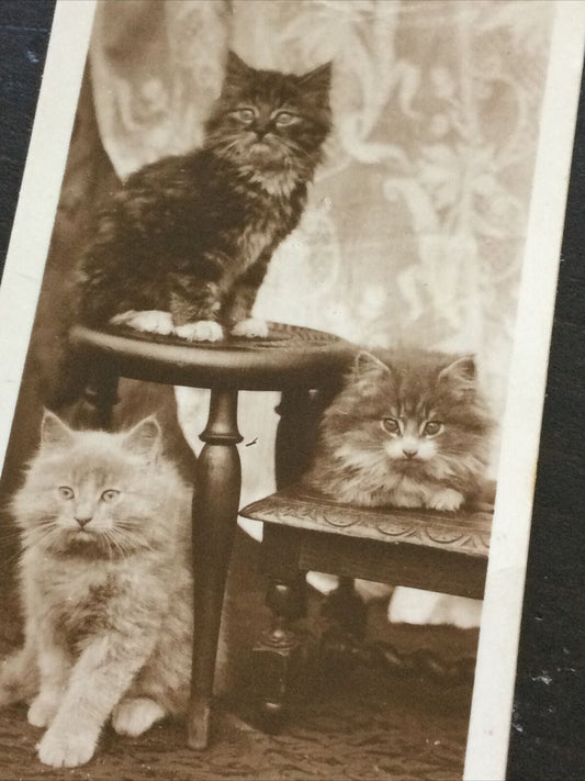 Millhoff De Reszke Cigarette Card Series 1 no.7 photograph was that a mouse? Cute cats photo vintage