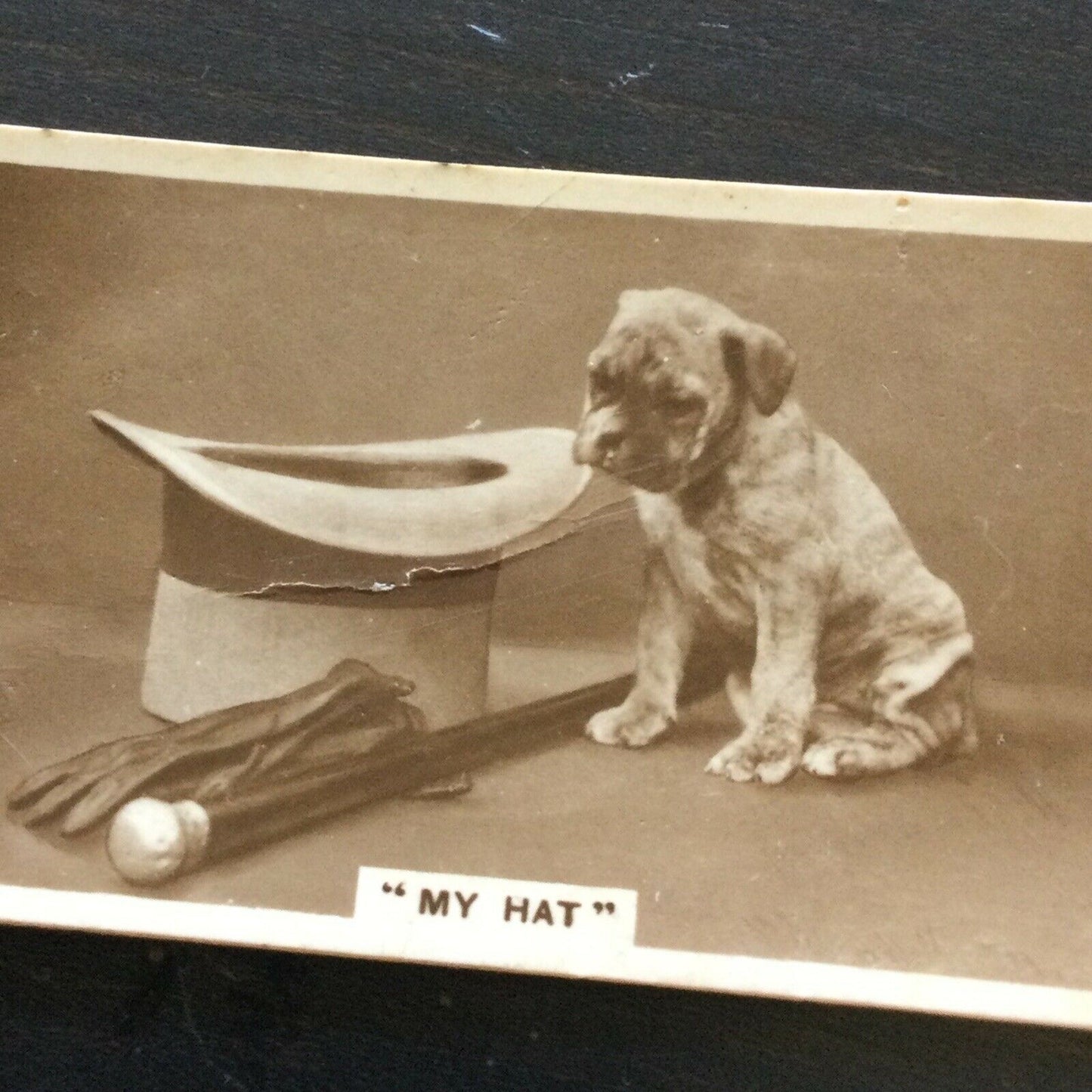 Millhoff Cigarette Card Series 3 no.7 photo My Hat. Cute dog Top Hat gloves cane