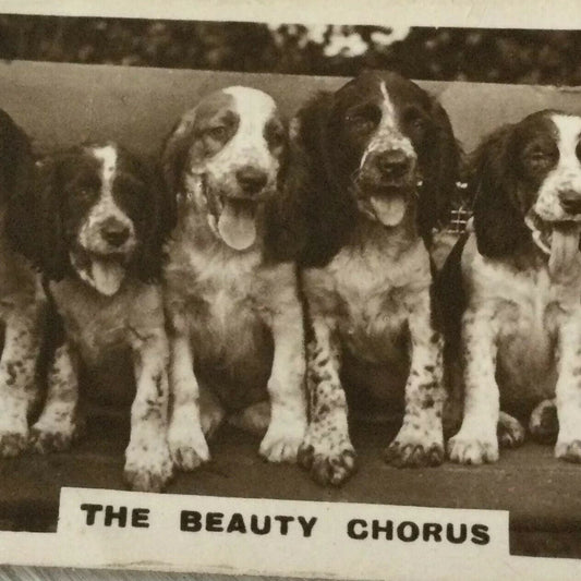 De Reszke Cigarette Card Series 2 No 8 Beauty Chorus Cute Spaniels Dogs Vintage