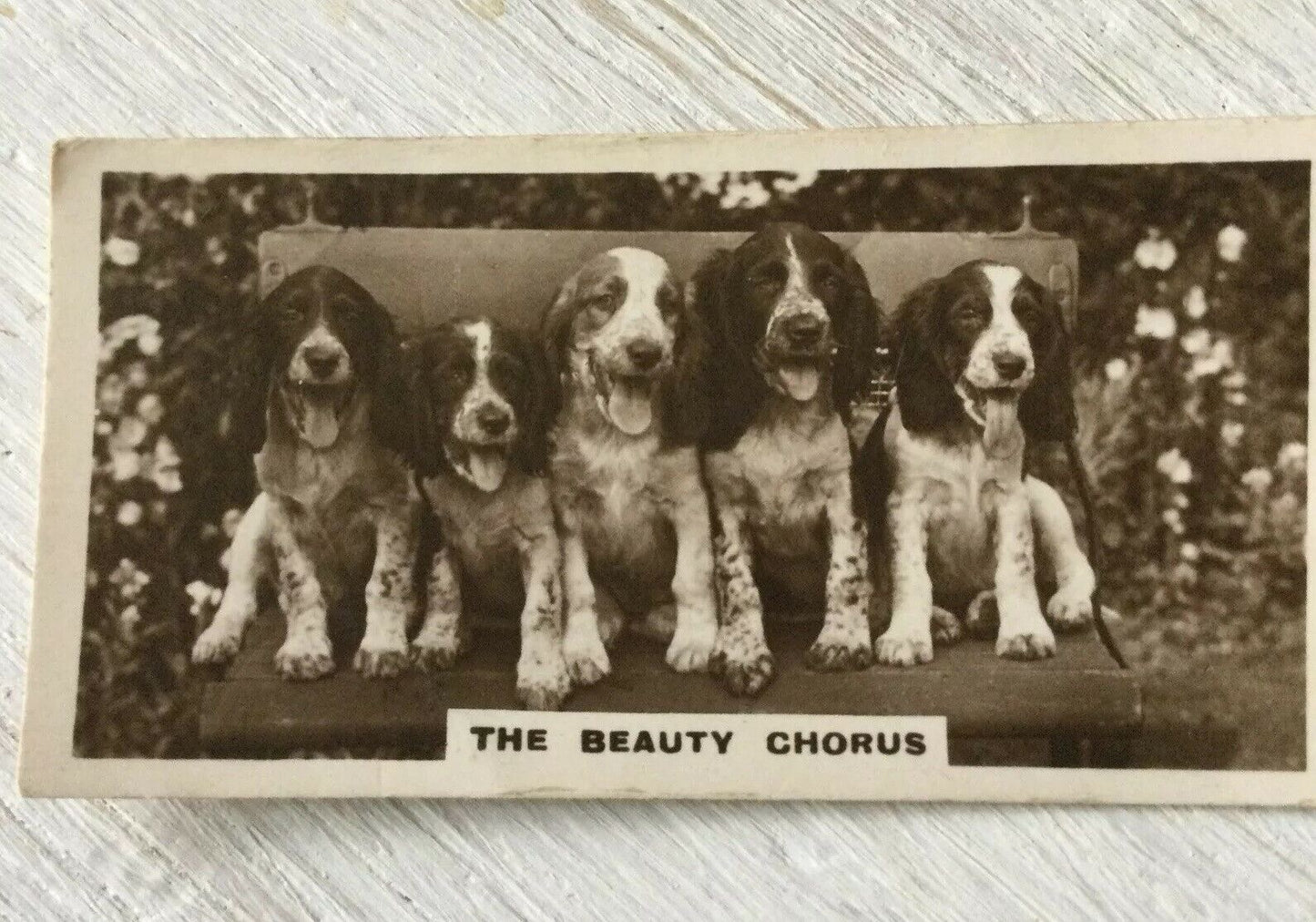 De Reszke Cigarette Card Series 2 No 8 Beauty Chorus Cute Spaniels Dogs Vintage