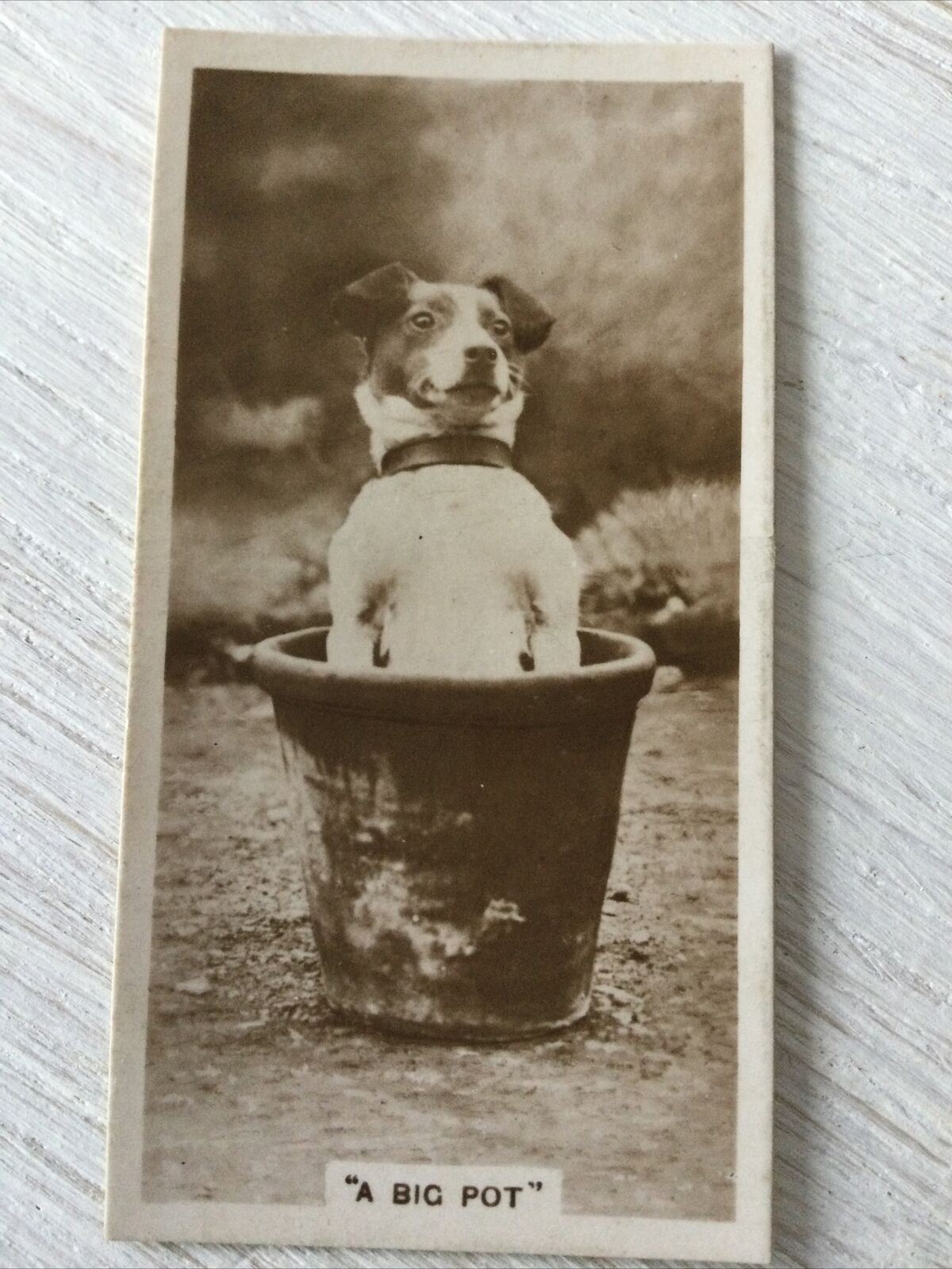 De Reszke Cigarette Card Series 3 No 8 A Big Pot cute dog in flower pot photo