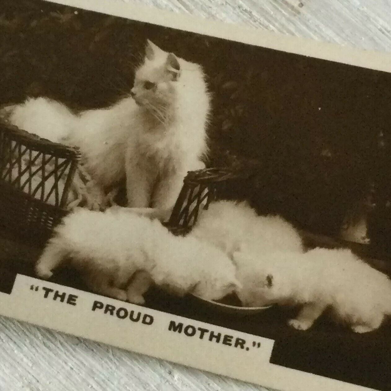 De Reszke Cigarette Card Series 1 no.10 The proud mother cat + kittens photo