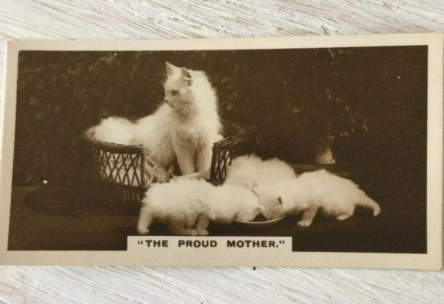 De Reszke Cigarette Card Series 1 no.10 The proud mother cat + kittens photo