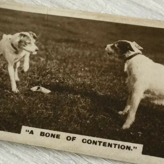 De Reszke Cigarette Card Series 1 no.11 Bone of Contention dogs with bone photo