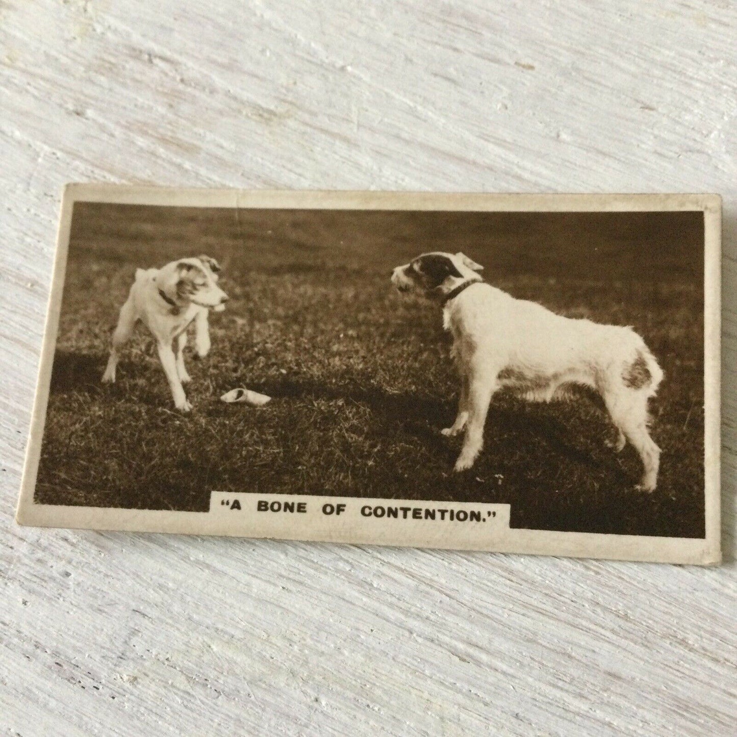 De Reszke Cigarette Card Series 1 no.11 Bone of Contention dogs with bone photo