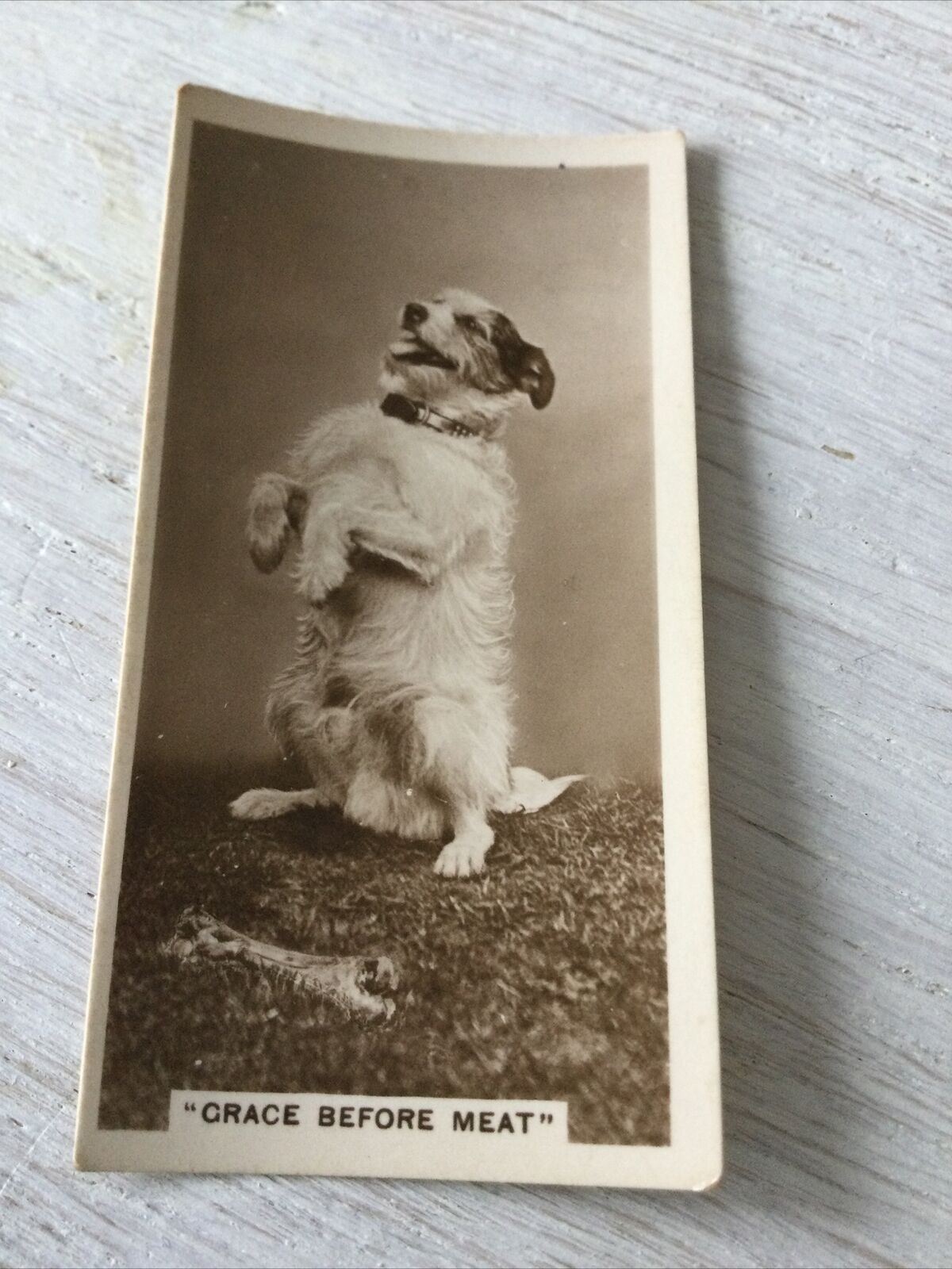 De Reszke Cigarette Card Series 5 no.11 Grace before meat dog begging photo cute