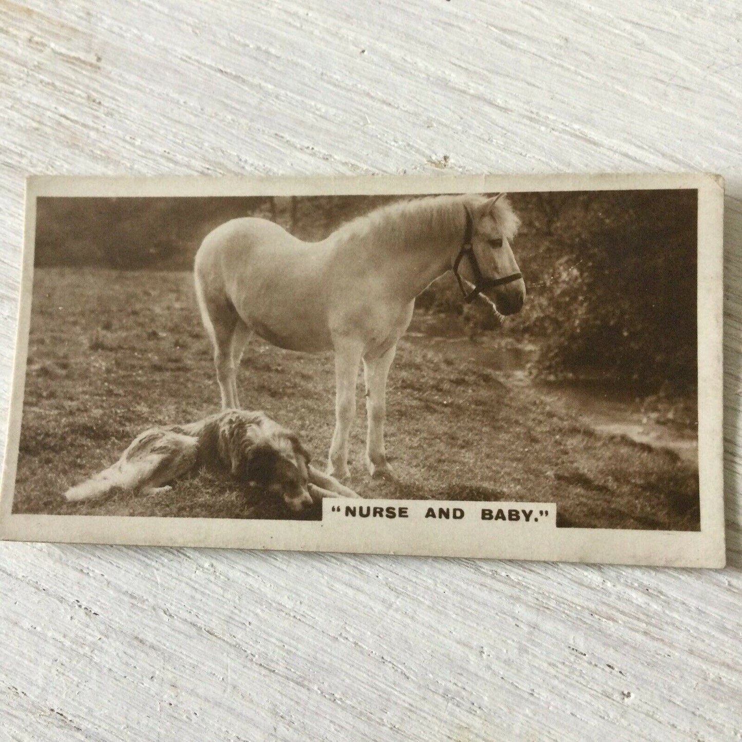 PONY & DOG FRIENDS PHOTO De Reszke Cigarette Card Series 1 no.12 Nurse & baby