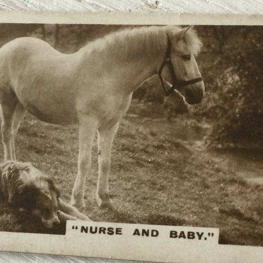 PONY & DOG FRIENDS PHOTO De Reszke Cigarette Card Series 1 no.12 Nurse & baby