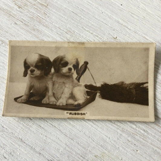 Millhoff De Reszke Cigarette Card Series 3 no.23 Rubbish. Cute puppies on dustpan spaniel