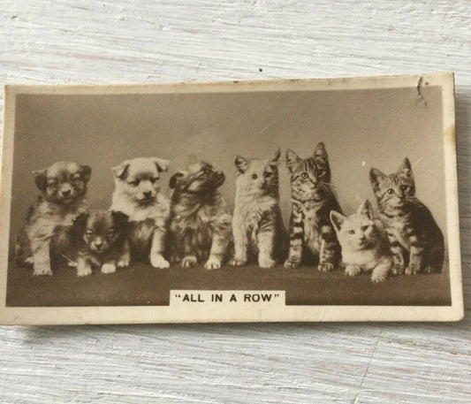 De Reszke Cigarette Card Series 6 no.13 All in a row. Cute cats dogs photo