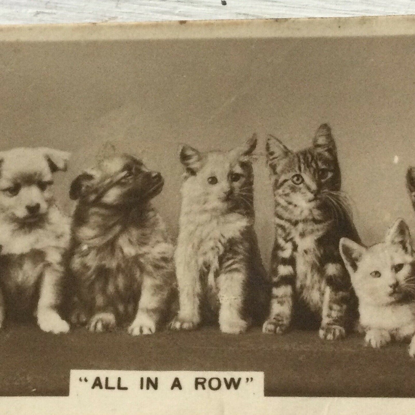 De Reszke Cigarette Card Series 6 no.13 All in a row. Cute cats dogs photo