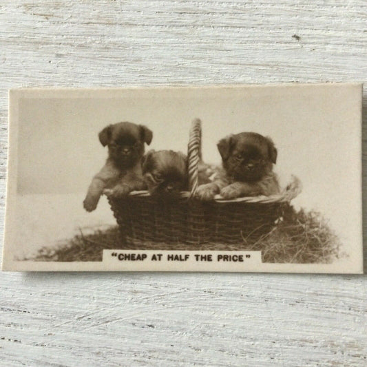 De Reszke Cigarette Card Series 3 no.14 Cheap at Half the Price cute puppy photo