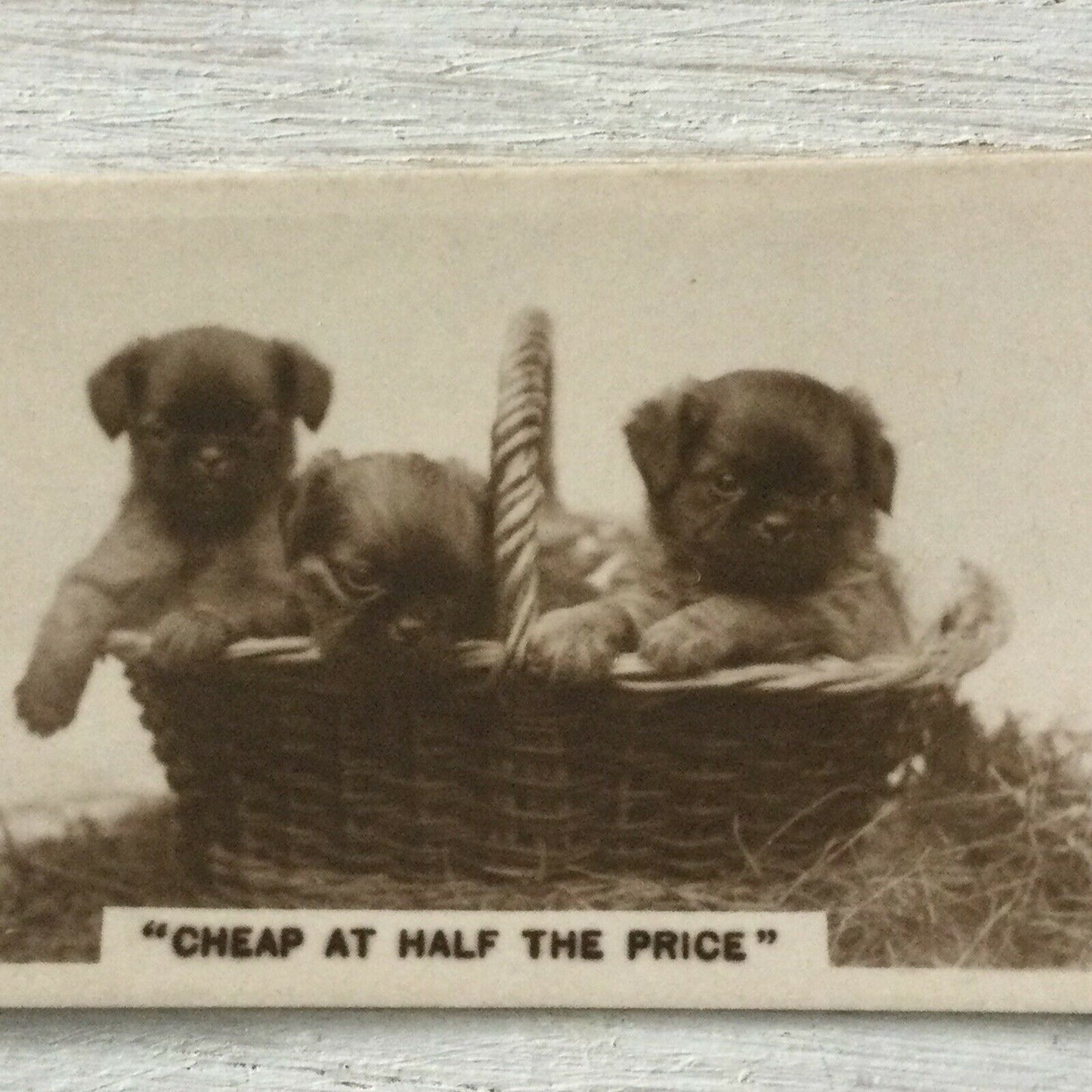 De Reszke Cigarette Card Series 3 no.14 Cheap at Half the Price cute puppy photo