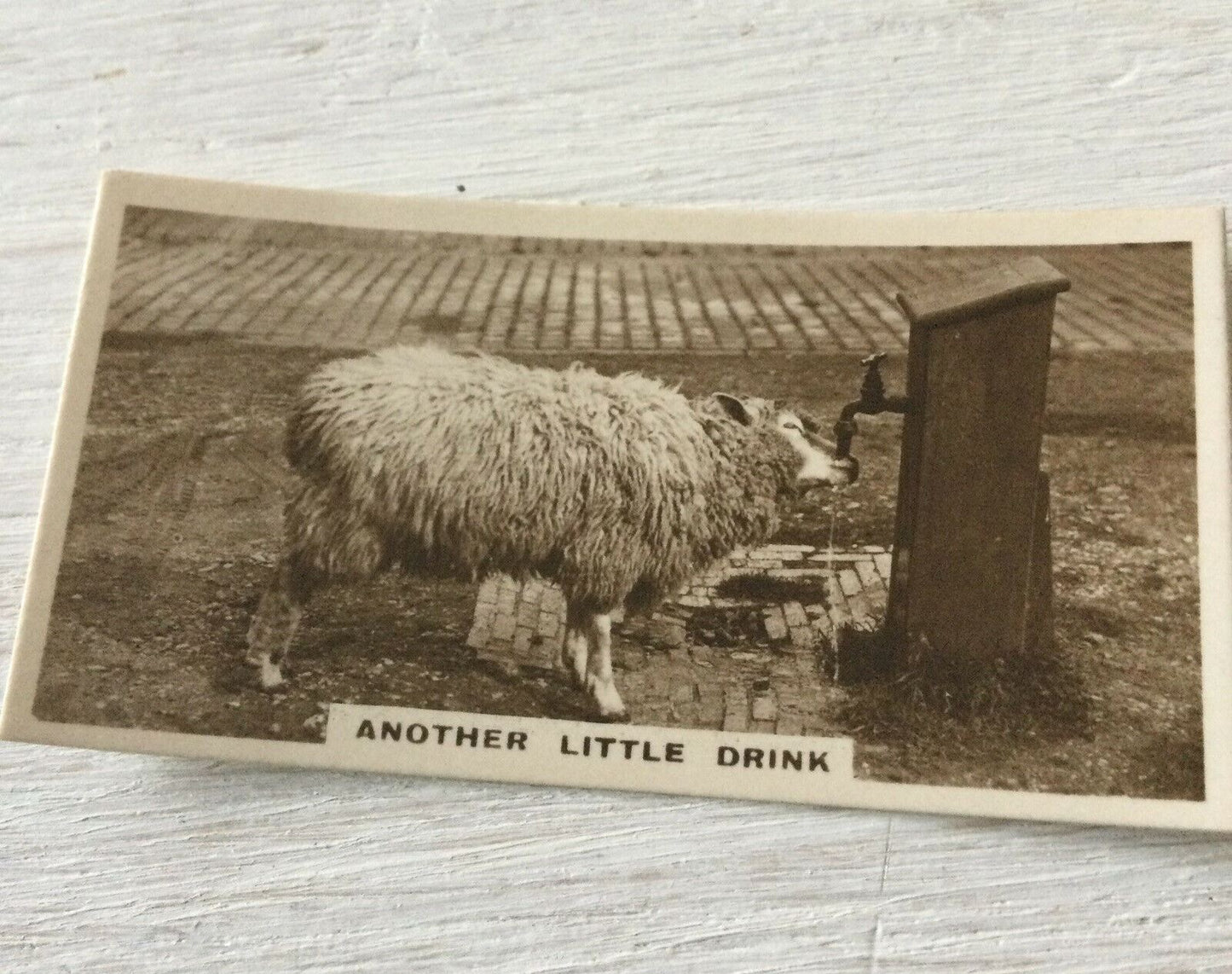 De Reszke Cigarette Card Series 2 no.14 Another little drink Sheep drinking tap