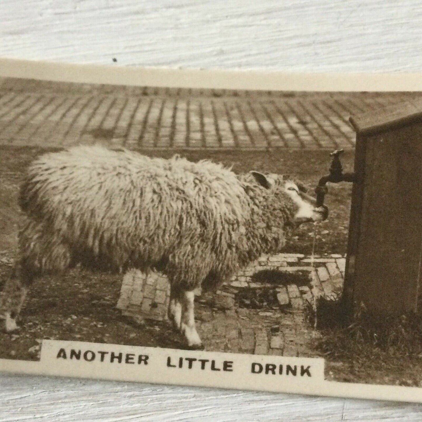 De Reszke Cigarette Card Series 2 no.14 Another little drink Sheep drinking tap