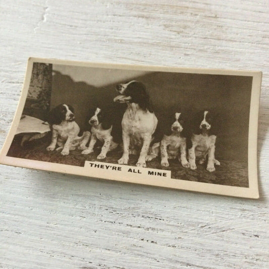 De Reszke Cigarette Card Series 2 no.15 They’re all mine. Dog + puppies photo