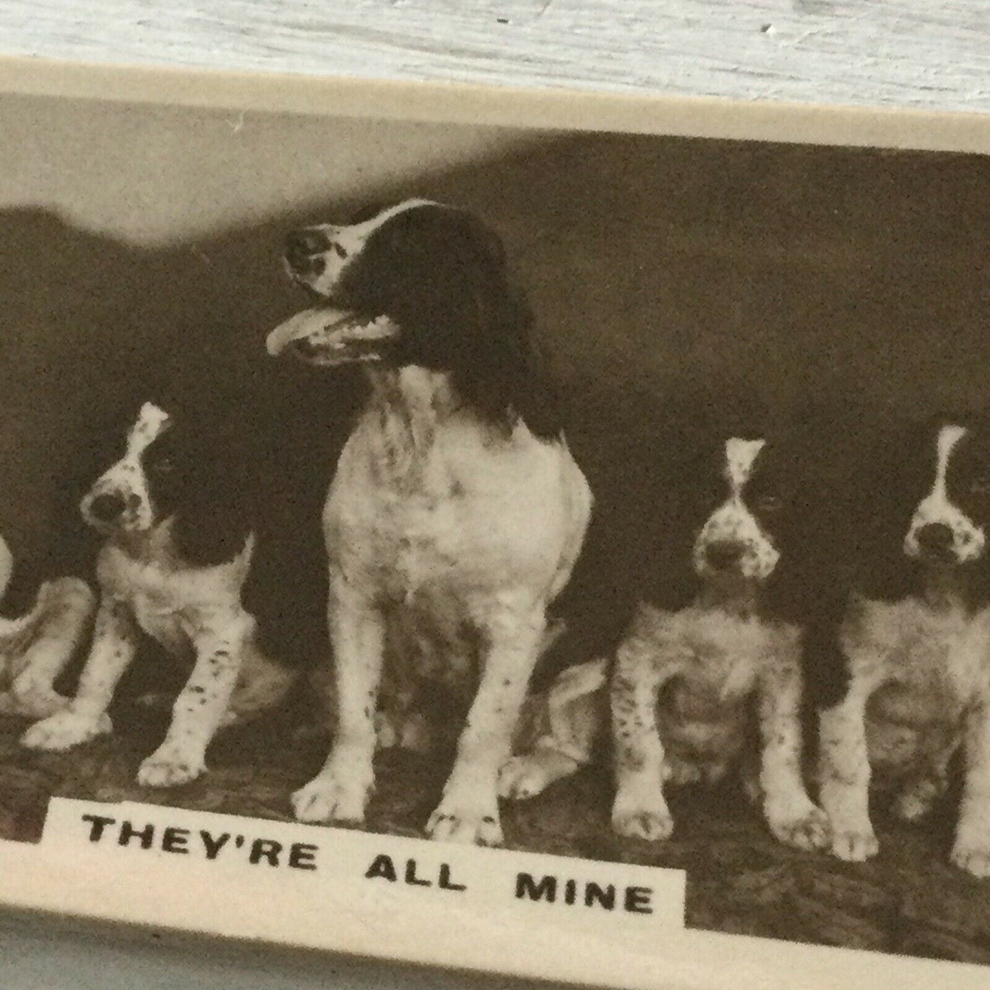 De Reszke Cigarette Card Series 2 no.15 They’re all mine. Dog + puppies photo