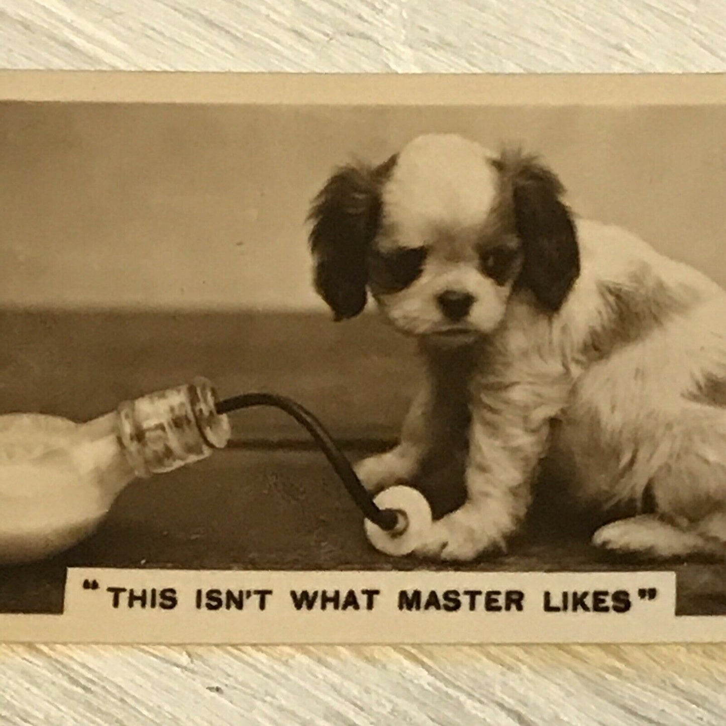 De Reszke Cigarette Card Series 4 no.16 This isn’t what master likes cute puppy