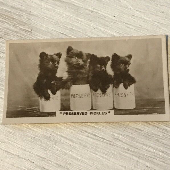 De Reszke Cigarette Card Series 3 no.16 Preserved Pickles PUPPIES in jars cute