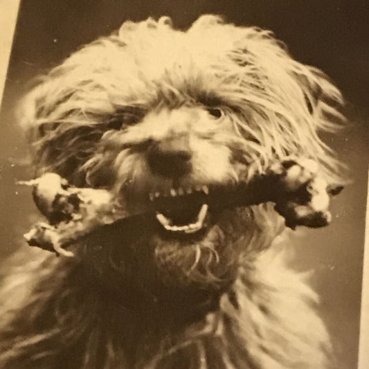 De Reszke Cigarette Card - Series 1 No.17 - A Bone To Pick With You - Scruffy dog with bone photo