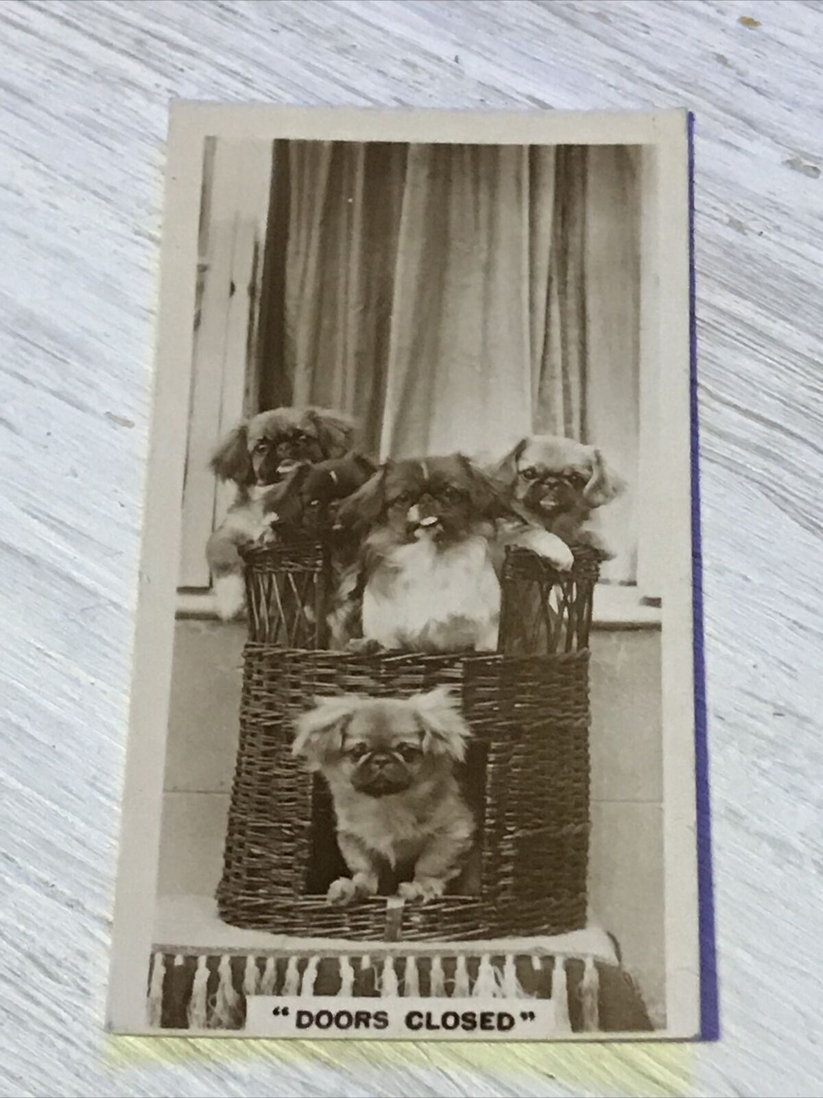 De Reszke Cigarette Card Series 3 no.18 Doors closed puppies in basket photo old