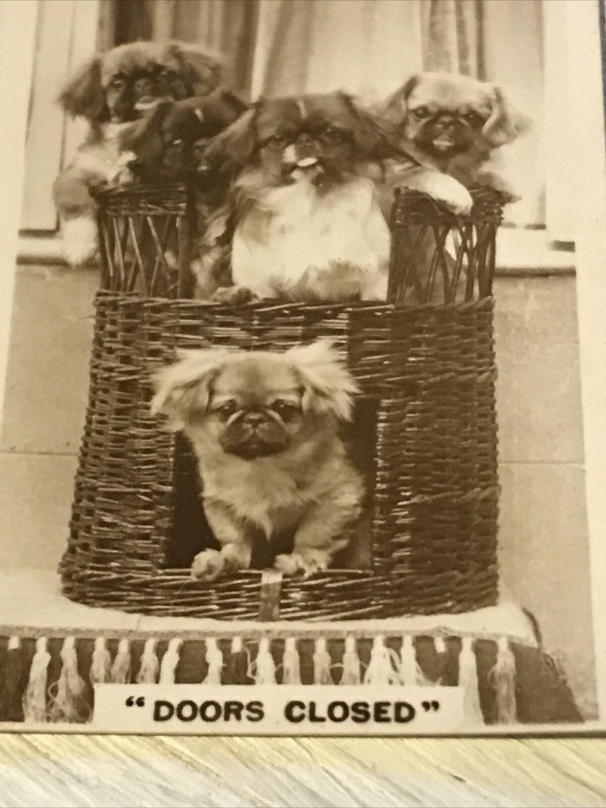 De Reszke Cigarette Card Series 3 no.18 Doors closed puppies in basket photo old