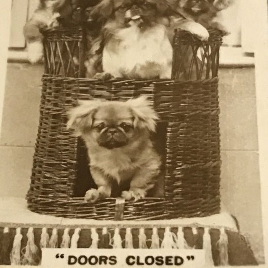 De Reszke Cigarette Card Series 3 no.18 Doors closed puppies in basket photo old
