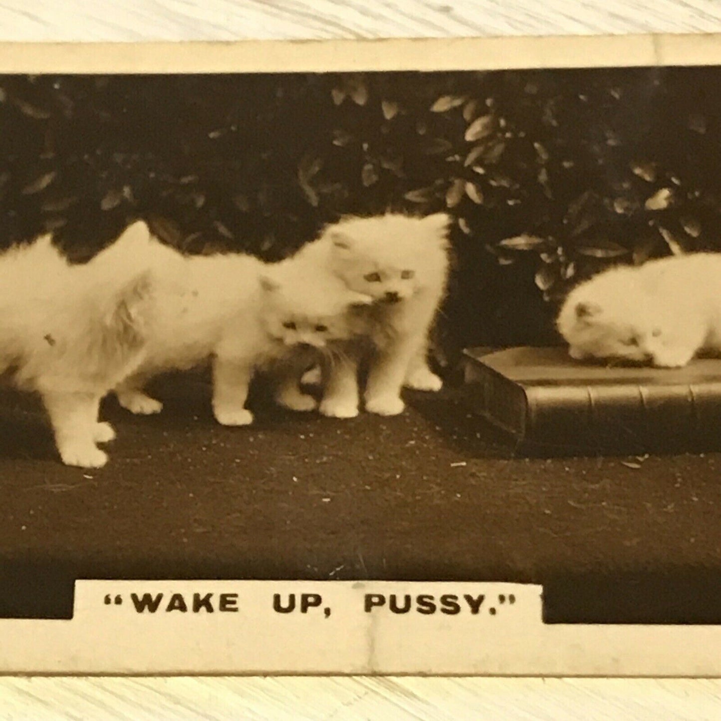 De Reszke Cigarette Card Series 1 no.19 Wake up Pussy. Cute kittens photo vintag