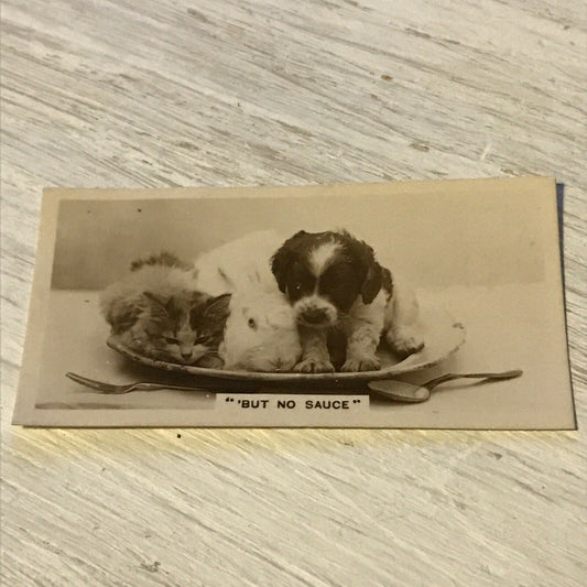 De Reszke Cigarette Card Series 3 no.19 But no sauce. Kitten puppy rabbit photo