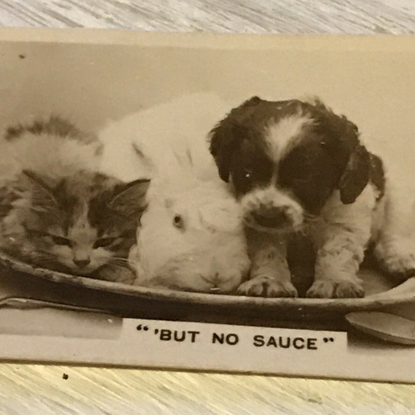 De Reszke Cigarette Card Series 3 no.19 But no sauce. Kitten puppy rabbit photo