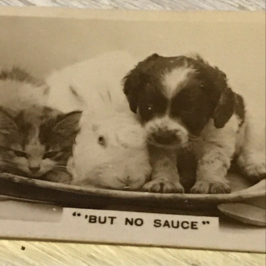 De Reszke Cigarette Card Series 3 no.19 - But no sauce - Kitten Puppy And Rabbit Photo - Cute Animal Photo
