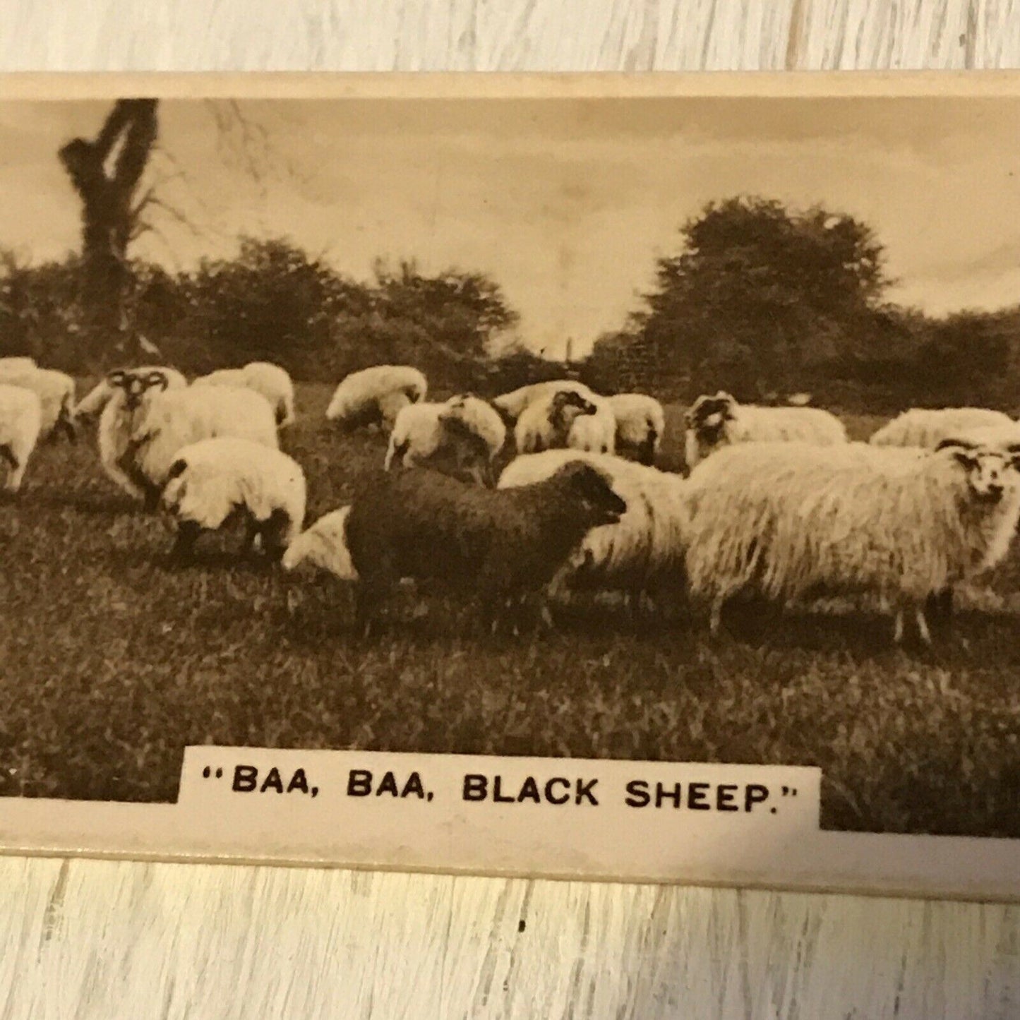 De Reszke Cigarette Card Series 5 no.23 Baa Baa Black Sheep vintage photo farm