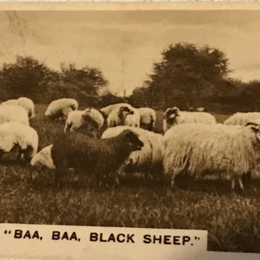 De Reszke 1930s Cigarette Card - Series 5 no.23 Baa Baa Black Sheep - Vintage Photo Sheep