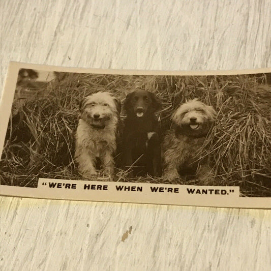 De Reszke Cigarette Card Series 2 no.23 We’re here when we’re wanted. Cute dogs