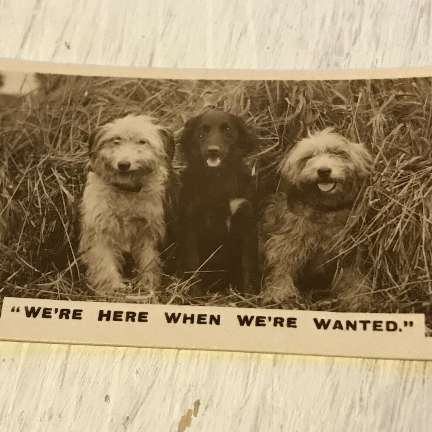 De Reszke Cigarette Card Series 2 no.23 We’re here when we’re wanted. Cute dogs