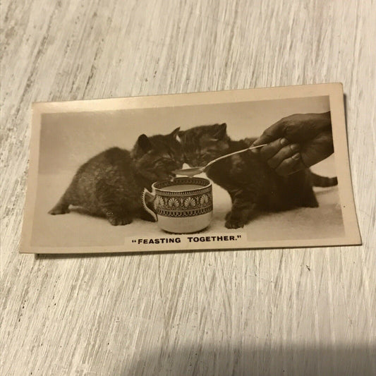 De Reszke Cigarette Card Series 1 no.23 Feasting Together. Kittens drinking