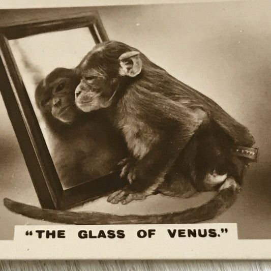 1930s De Reszke Cigarette Card Series 1 no.24/27 Glass Of Venus. Monkey Chimp Chimpanzee Mirror photo